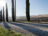 the road is surrounded by green trees and the sun shines brightly behind them - a blue sky, a gravel path with green grass, a small hill in the middleground, and the foregrounds and a row of cypress trees in the background