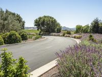 a view of a curved rural road with lavender plants growing in front of the curve