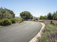 a view of a curved rural road with lavender plants growing in front of the curve