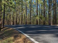 a car driving down a winding road through a pine forest on a sunny day with blue skies