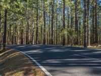 a car driving down a winding road through a pine forest on a sunny day with blue skies