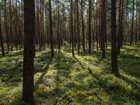 a pine forest with grass and trees in the sunlight, near st petersburg, russia