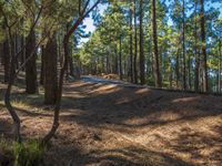 a dirt road is running through a forest of pine trees and shrubss near the edge of a trail