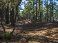 a dirt road is running through a forest of pine trees and shrubss near the edge of a trail