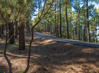 a dirt road is running through a forest of pine trees and shrubss near the edge of a trail