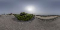 a fish eye photo of trees near the ocean with sky in the background at sunset