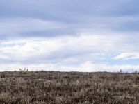 Prairie Landscape: Grassy Open Space