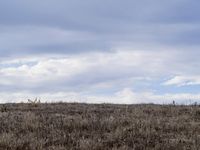 Prairie Landscape: Grassy Open Space