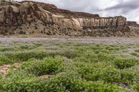 purple wildflowers covering a field with the mountains in the background near big bend, utah