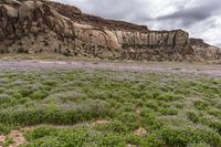 purple wildflowers covering a field with the mountains in the background near big bend, utah