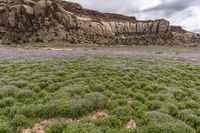 purple wildflowers covering a field with the mountains in the background near big bend, utah