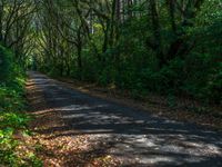 Quarter Asphalt Road in Forest During the Day