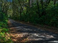 Quarter Asphalt Road in Forest During the Day