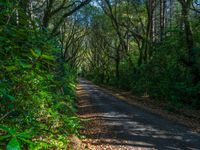 Quarter Asphalt Road in Forest During the Day