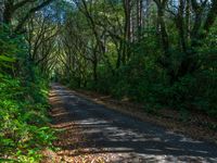 Quarter Asphalt Road in Forest During the Day