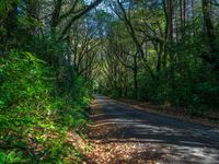 Quarter Asphalt Road in Forest During the Day