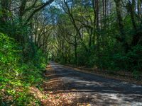 Quarter Asphalt Road in Forest During the Day