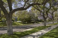 a residential neighborhood with a quiet street, sidewalk, and trees in the sunlight during spring