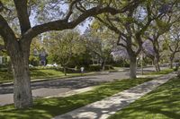 a residential neighborhood with a quiet street, sidewalk, and trees in the sunlight during spring