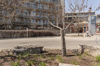 an old bench sits next to a tree and building behind it with many windows on a street corner