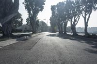 the tree lined street is very quiet as you can see in this picture taken with the camera