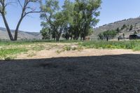 the shadows on the ground show how little plant life looks on a ranch lot where the fence is next to the trees