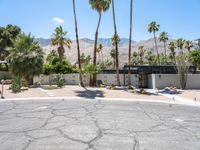 Residential Area in California: Relaxing Day Amongst Palm Trees