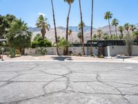 Residential Area in California: Relaxing Day Amongst Palm Trees