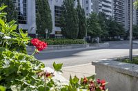 a car driving down an empty street lined with tall buildings and trees in the background