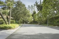 an empty street in a residential neighborhood with palm trees and grass on both sides of the street