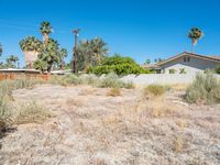 a view of a home on a vacant lot with the sky in the background, there are palm trees and some bushes on the ground