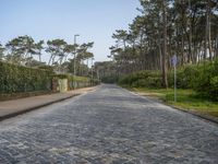 an empty street with gravel and green plants on either side of the road and surrounded by trees