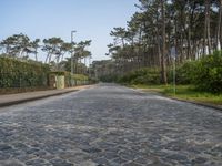 an empty street with gravel and green plants on either side of the road and surrounded by trees