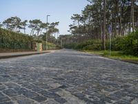 an empty street with gravel and green plants on either side of the road and surrounded by trees