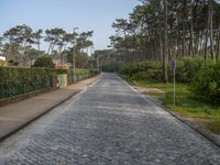 an empty street with gravel and green plants on either side of the road and surrounded by trees