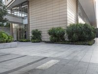 a couple of bushes sitting in the middle of a cement sidewalk next to a tall building