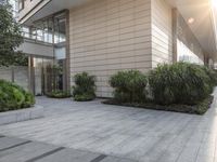 a couple of bushes sitting in the middle of a cement sidewalk next to a tall building