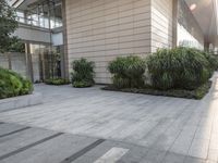 a couple of bushes sitting in the middle of a cement sidewalk next to a tall building