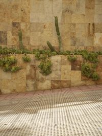 the fence is covered in plants and cacti on a wall next to an outside bench