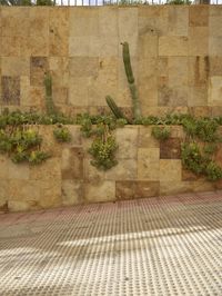 the fence is covered in plants and cacti on a wall next to an outside bench