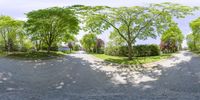 a photo of an empty driveway with a green tree in the middle of it and a stop sign below