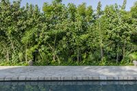 Residential Landscape in Mexico: Grass and Trees