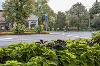 a woman walking across the street next to plants and trees along with a person on a bike behind her