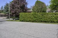 a very nice house next to a big big leafy tree lined drive way in the suburbs