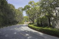 Residential Road in Los Angeles: Sunlight and Trees