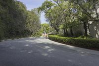 Residential Road in Los Angeles: Sunlight, Trees (002)