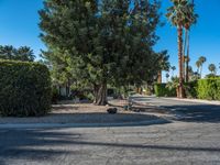 Residential Road in Palm Springs, California