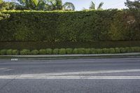 a parking meter is shown on the side of the road by a hedges wall that includes several trees and bushes