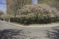 a view of a street from the sidewalk in front of trees and buildings with flowers in their blossom