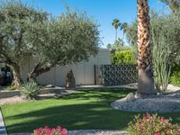 a large palm tree stands in a green yard surrounded by a small cactus garden and pink flowers